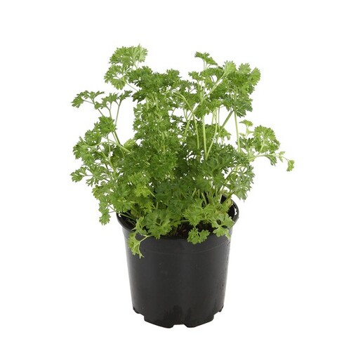 PERSIL FRISE PETIT POT*BIO France