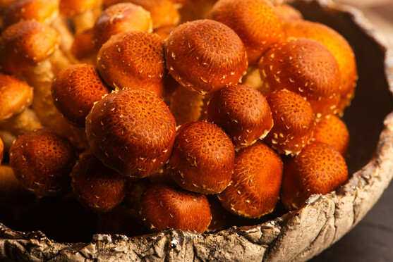 Champignon pholiote adipeux catégorie 1 France