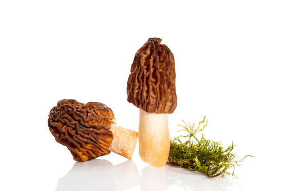Champignon verpe de bohéme catégorie 1 France