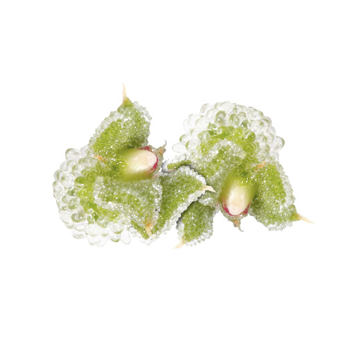 BLINQ BLOSSOM X20 20 fleurs