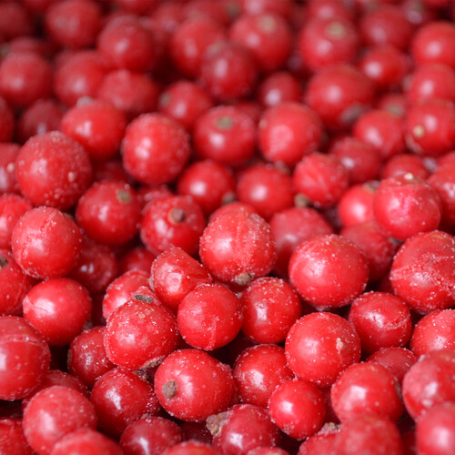 Groseille rouge égrappée