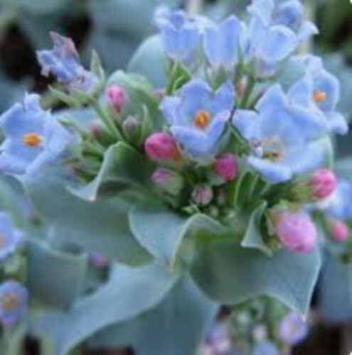 Fleur d'huitre France
