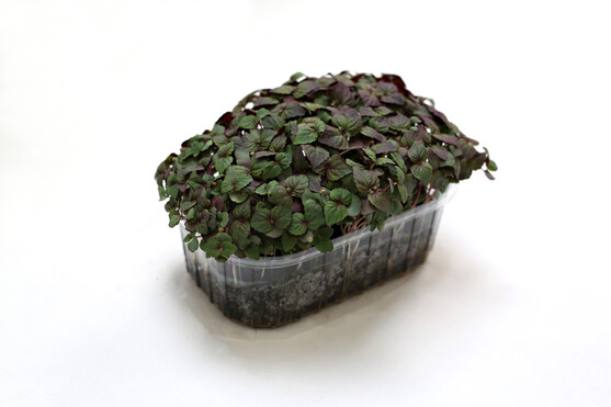 Micro pousse shiso bicolore France