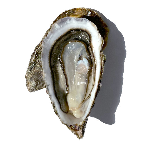 Huitre spéciale quiberon n°3  