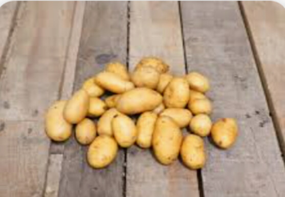 Pomme de terre grenaille allians lavée 28/35 catégorie1 France