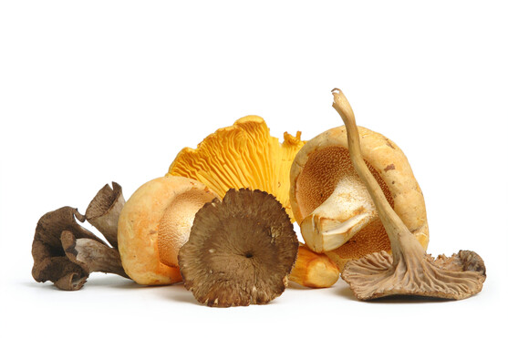 Champignon melange forestier catégorie 1 France