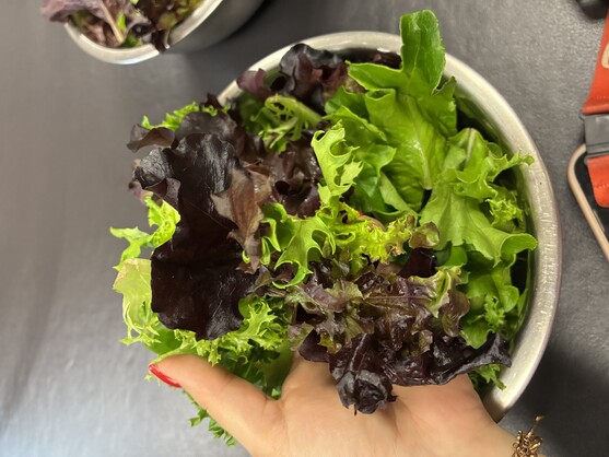 Salade teen melangée catégorie 1 France