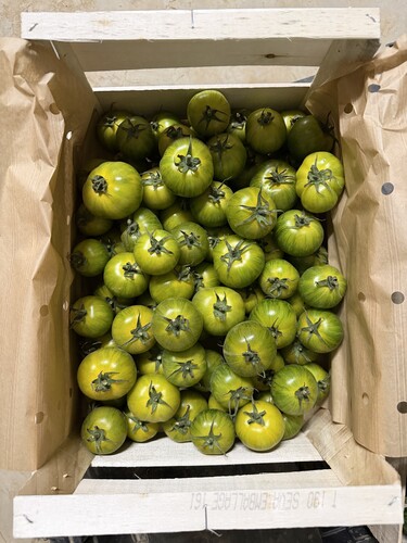 Tomate green zebra catégorie 1 France