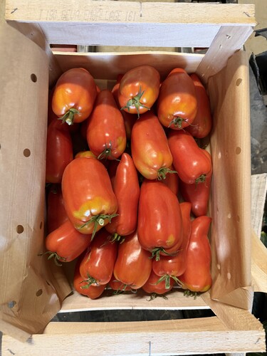 Tomate cornue catégorie 1 France