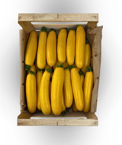 Courgette jaune 14/21 catégorie 1 France