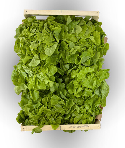 Feuille de chêne verte catégorie 1 France