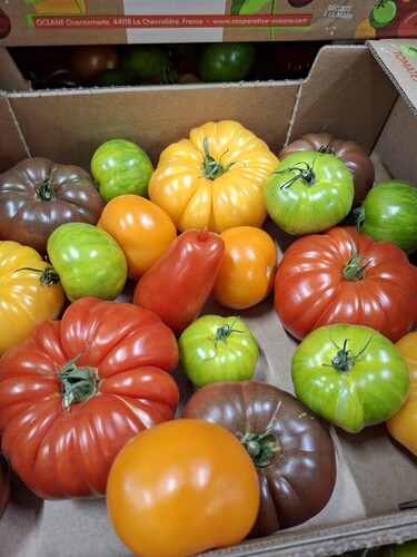 Tomate ancienne mélangés catégorie 1 France