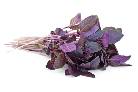 Basilic pourpre France