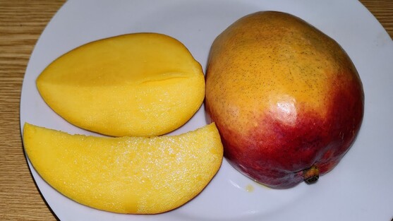 MANGUE KASTURI catégorie 1 