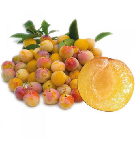 PRUNE MIRABELLE +24 catégorie 1 France