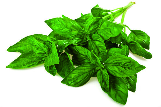 Basilic