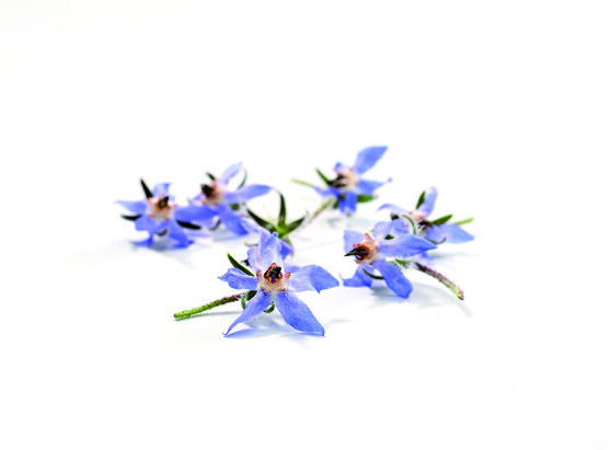 Fleur bourrache catégorie 1