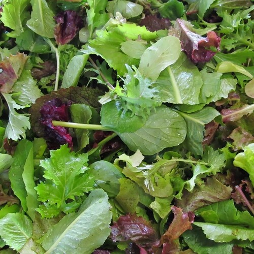 Mesclun asiatique catégorie 2 France