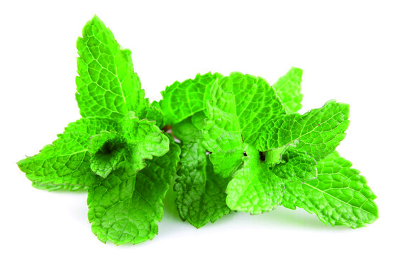 Menthe poivrée