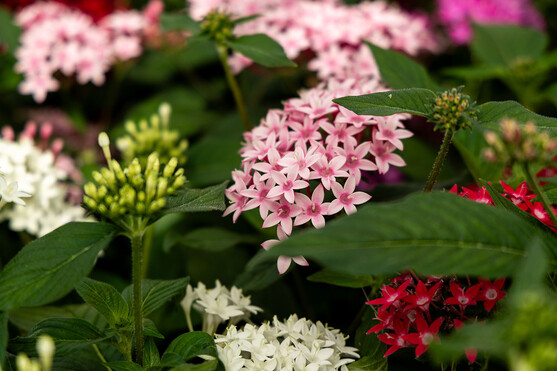 FLEUR PENTAS X80 France