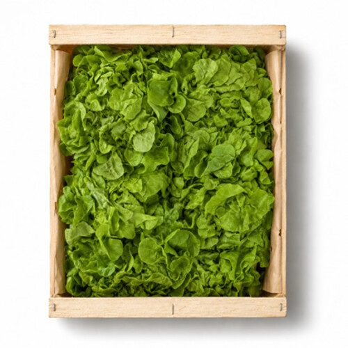 Feuille de chêne verte catégorie 2 France