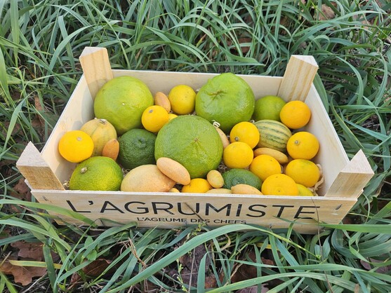 Mixte d'agrumes catégorie 1 Maroc