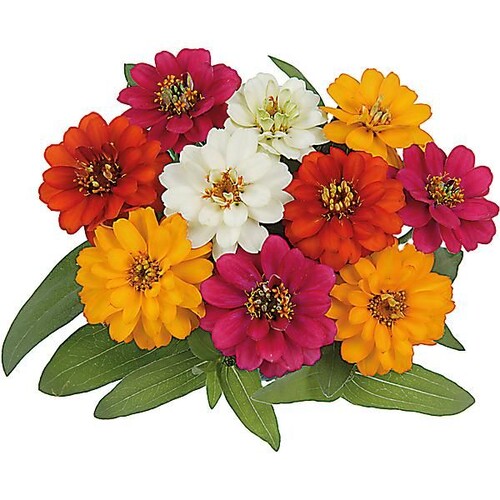 FLEUR DE ZINNIA FR.40G  