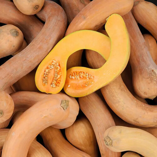 Courge longue de nice catégorie 1 France