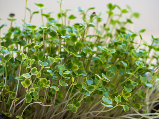 Micro pousse pak choi catégorie 1 France