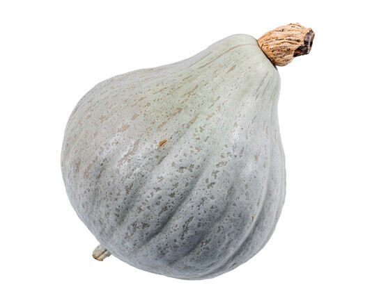 Courge bleue hongrie catégorie 2 France