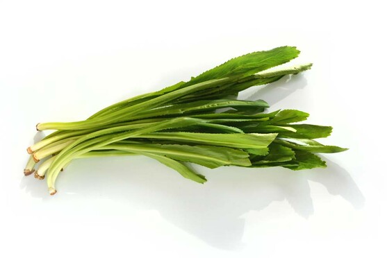 Coriandre thai