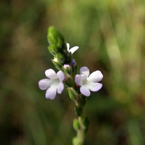 Fleur verveine blanche catégorie 1 France